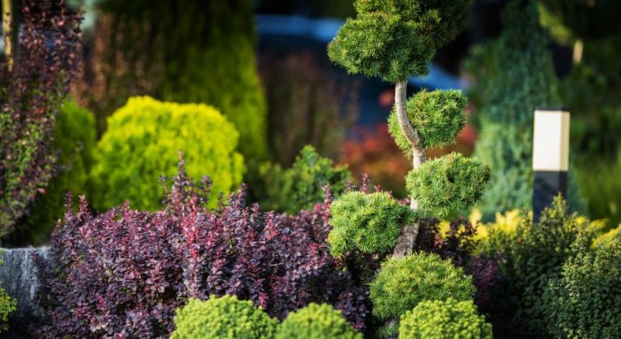 10 Best Deer-Resistant Shrubs for Landscaping