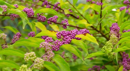 Beautyberry