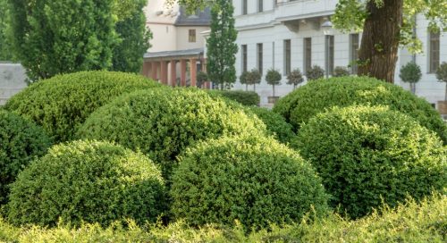 Boxwood